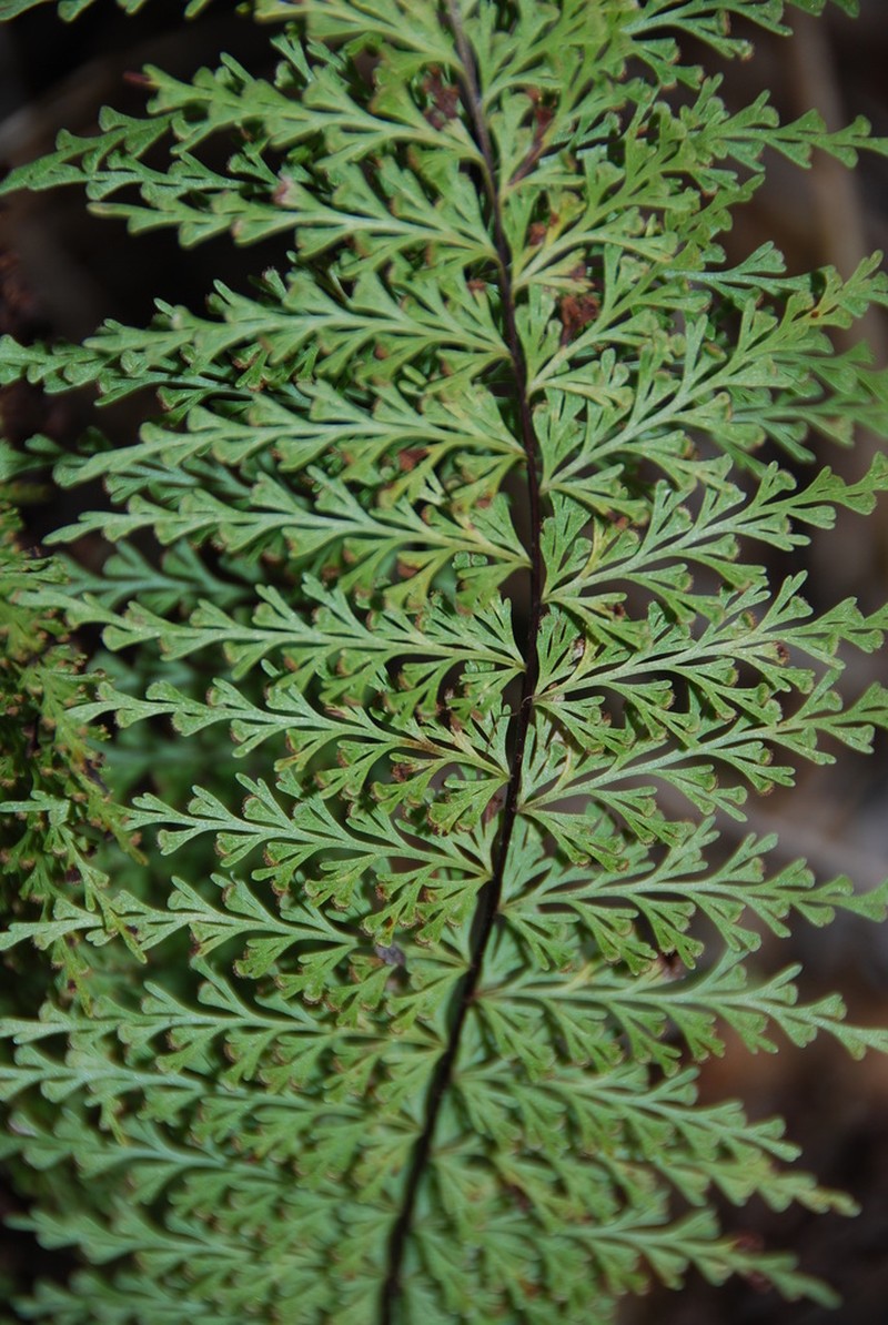 Mann's Island Spleenwort photo 5