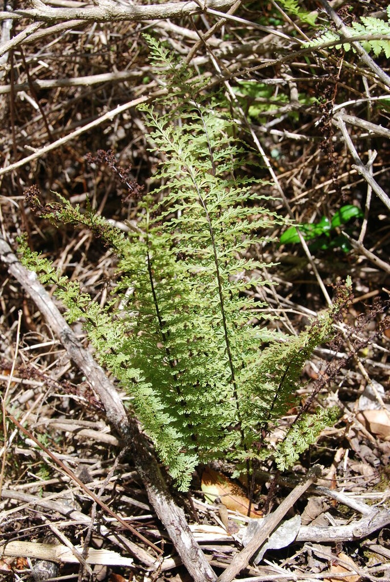 Mann's Island Spleenwort photo 6