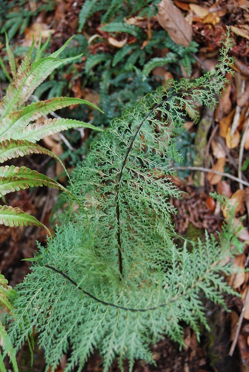 Mann's Island Spleenwort photo 7