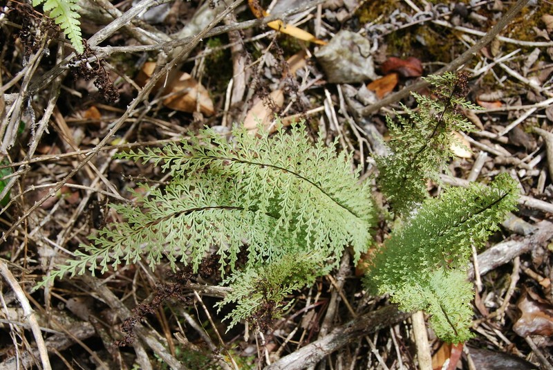 Mann's Island Spleenwort photo 8