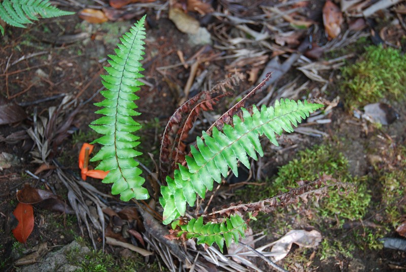 Pale Island Spleenwort photo 2