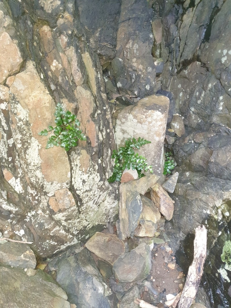 Asplenium difforme