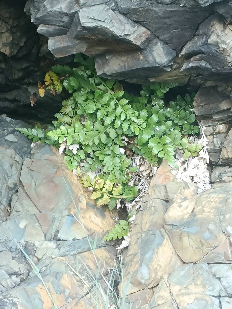 Asplenium difforme photo 2