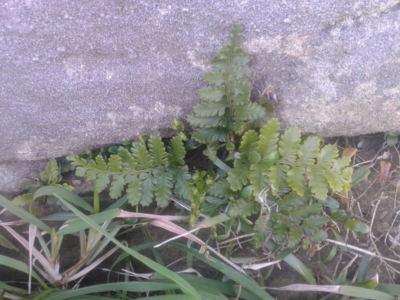 Asplenium difforme photo 3