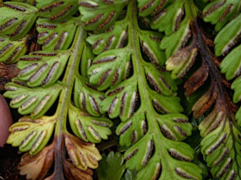 Asplenium difforme photo 4
