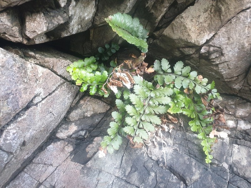 Asplenium difforme photo 5