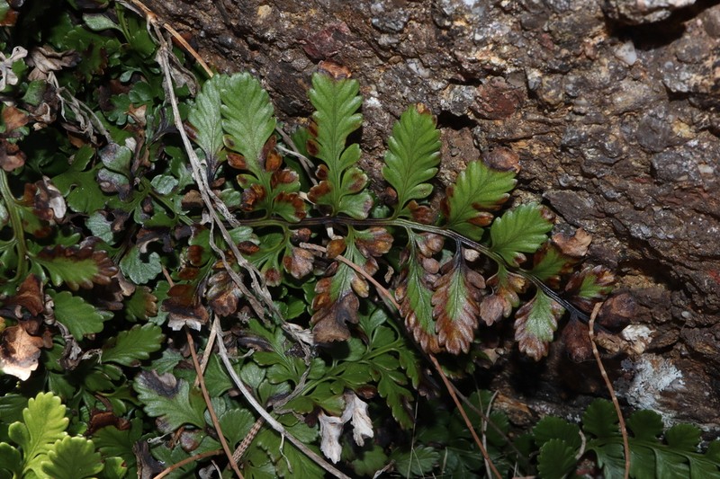 Asplenium difforme photo 6