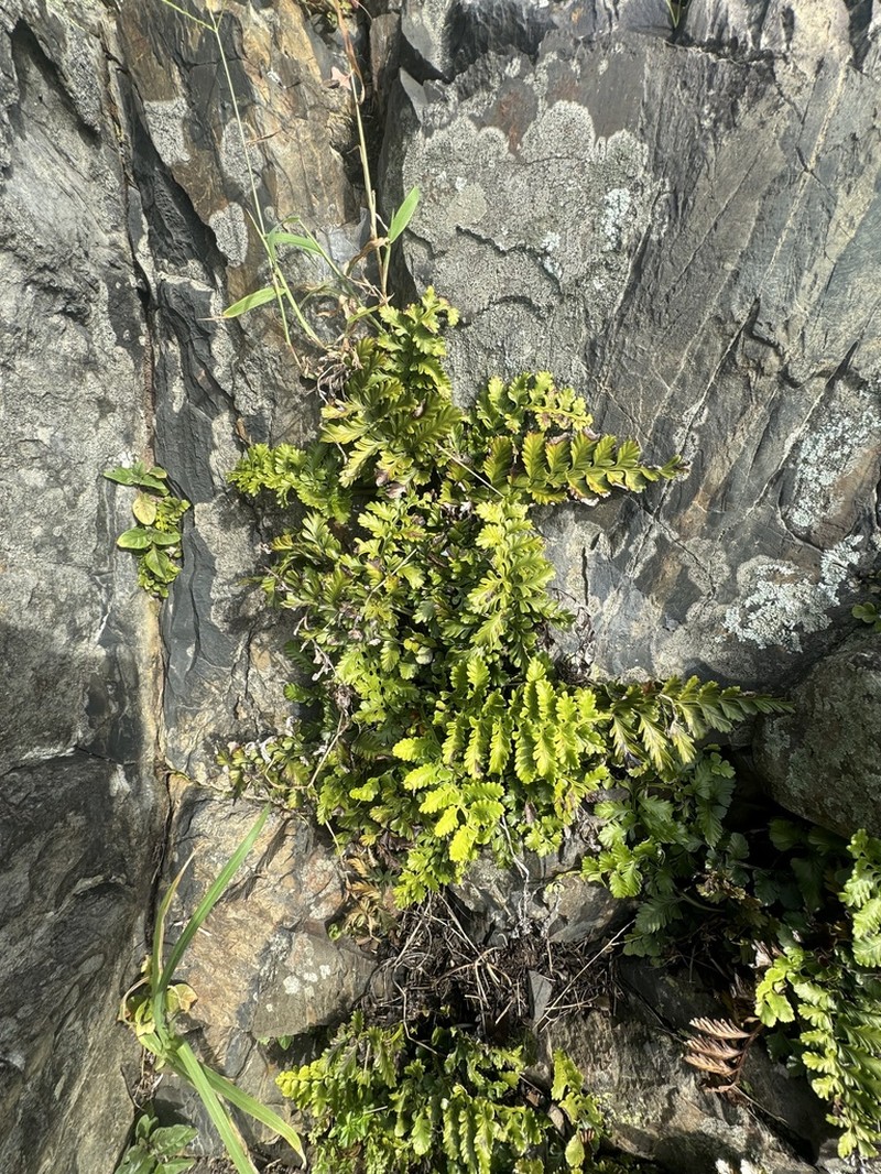 Asplenium difforme photo 7