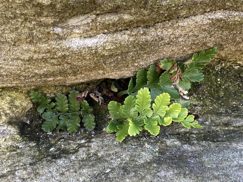 Asplenium difforme photo 8