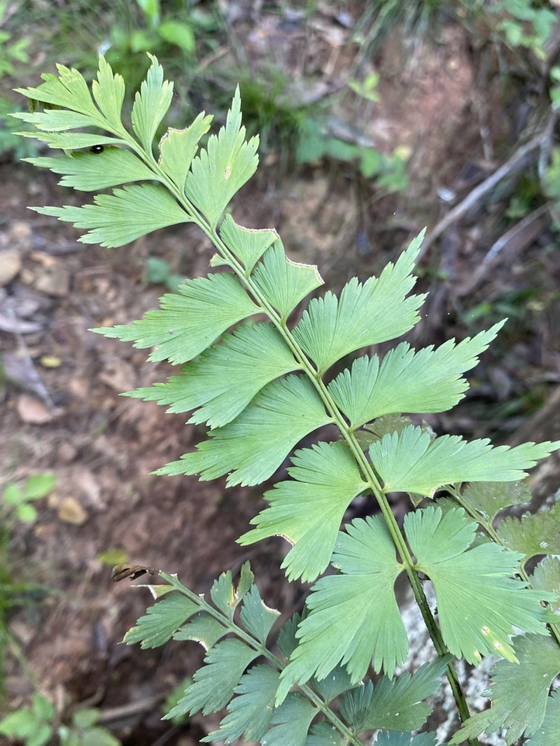 Asplenium dimidiatum