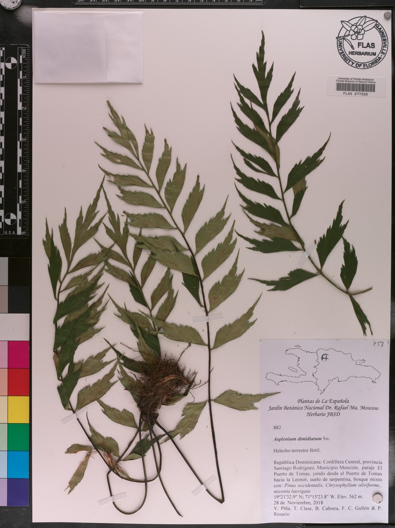 Asplenium dimidiatum photo 2