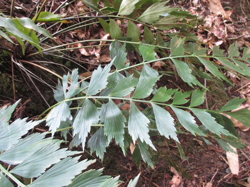 Asplenium dimidiatum photo 4