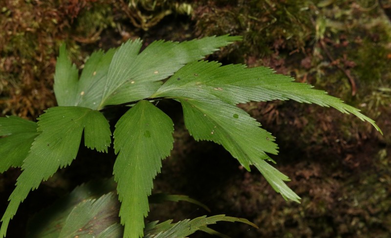 Asplenium dimidiatum photo 6