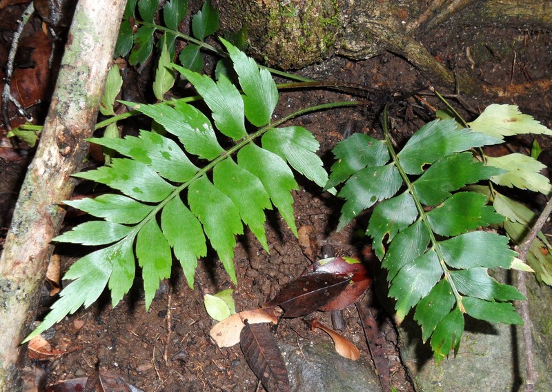 Asplenium dimidiatum photo 8