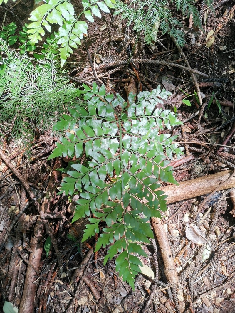 Asplenium dimorphum photo 2