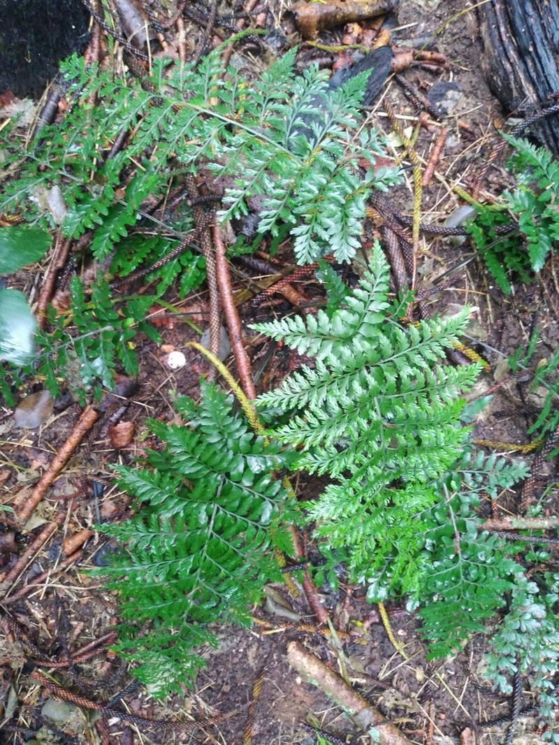 Asplenium dimorphum photo 3