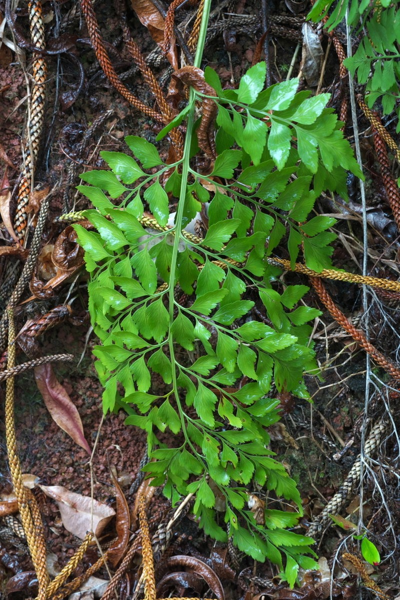 Asplenium dimorphum photo 4
