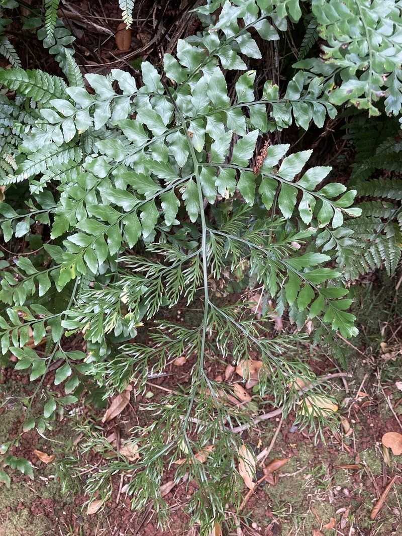 Asplenium dimorphum photo 5