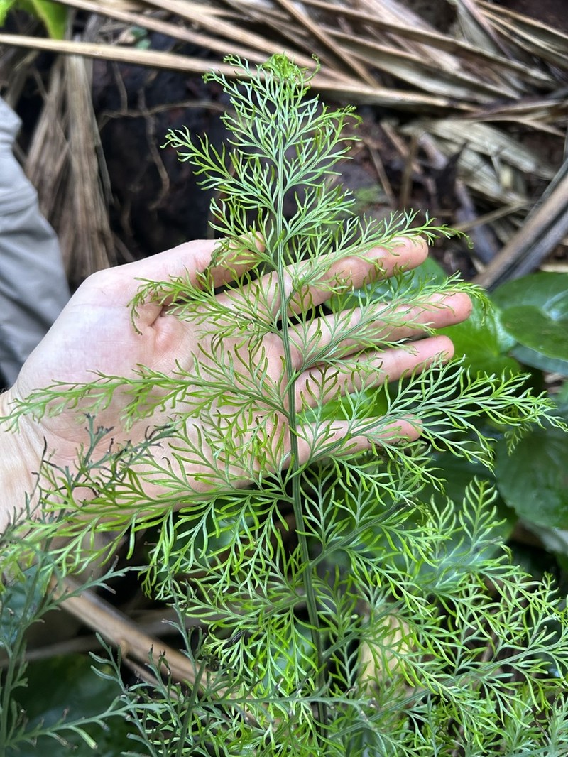 Asplenium dimorphum photo 6