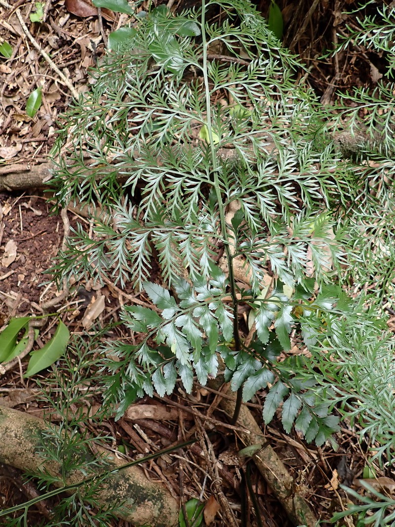 Asplenium dimorphum photo 7