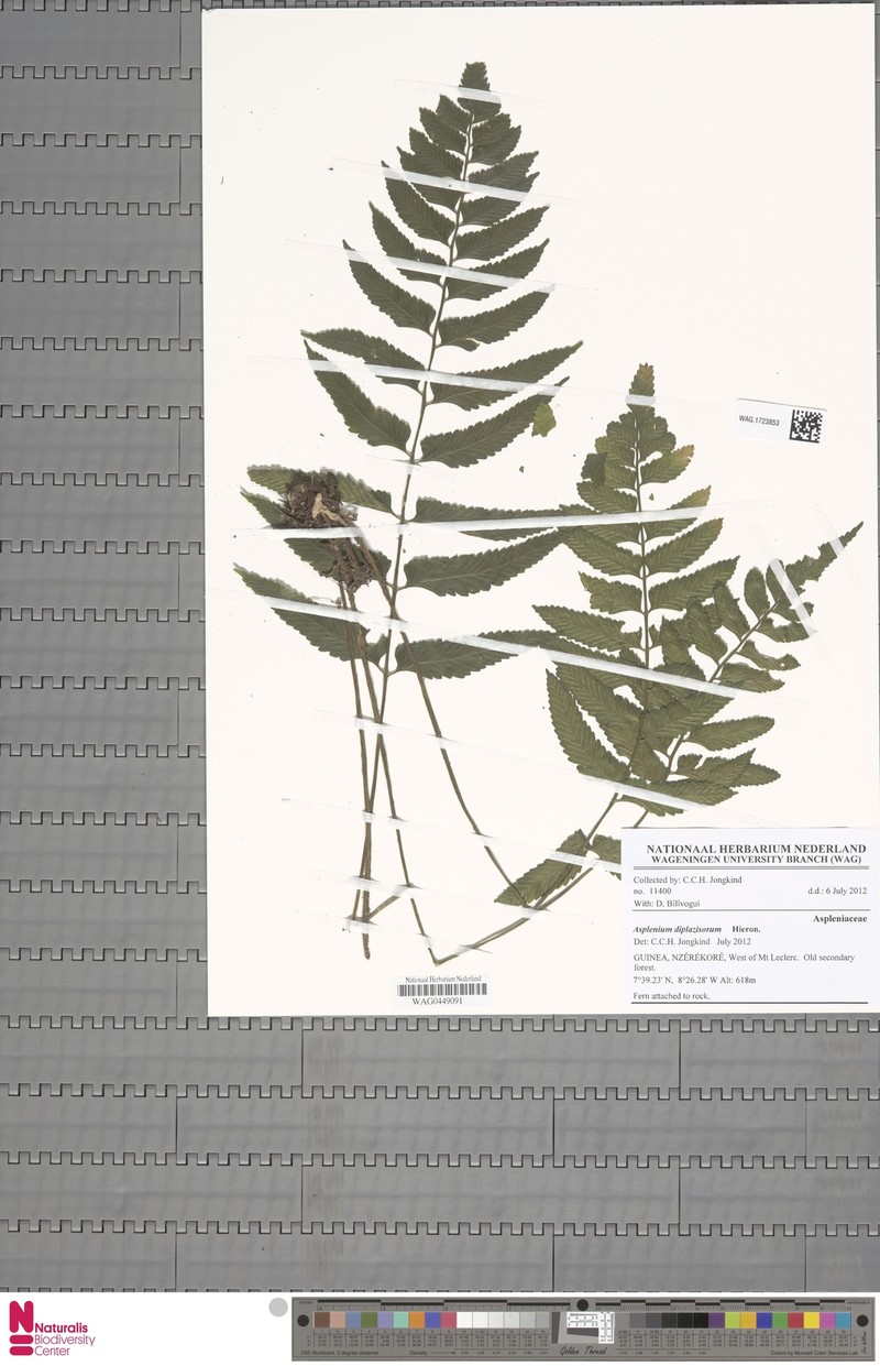 Asplenium diplazisorum
