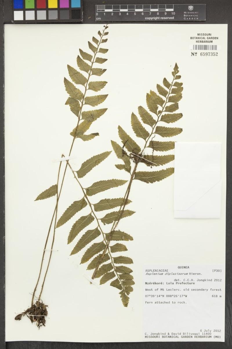 Asplenium diplazisorum photo 2