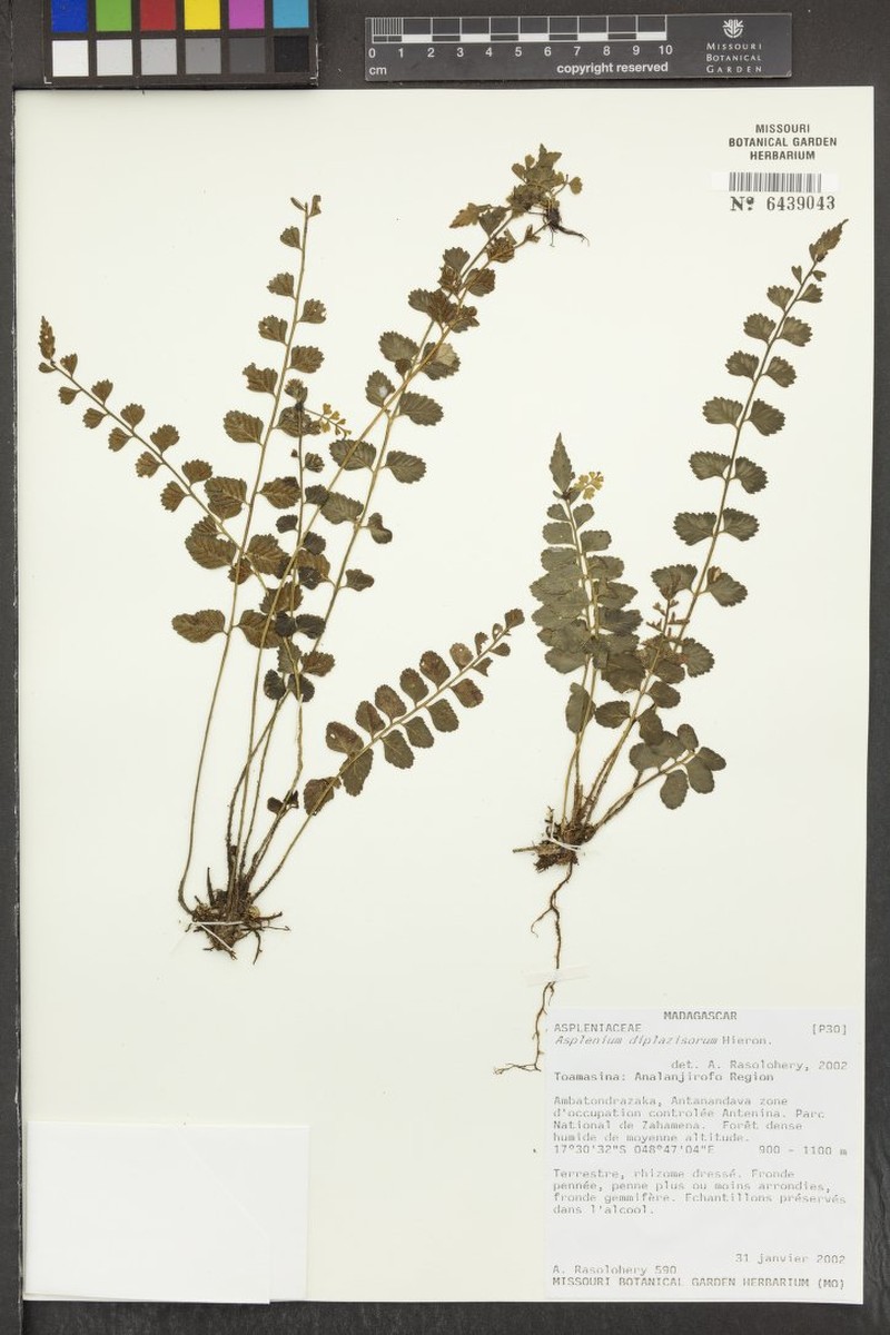 Asplenium diplazisorum photo 3