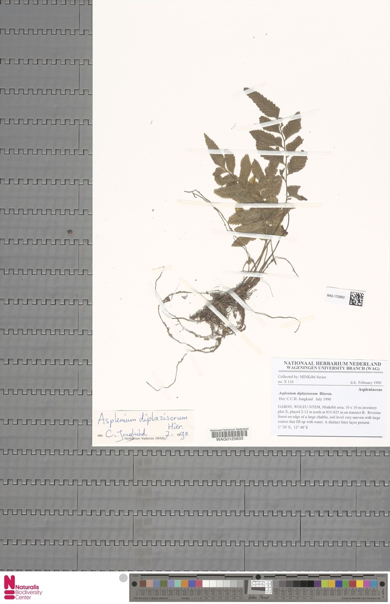 Asplenium diplazisorum photo 4