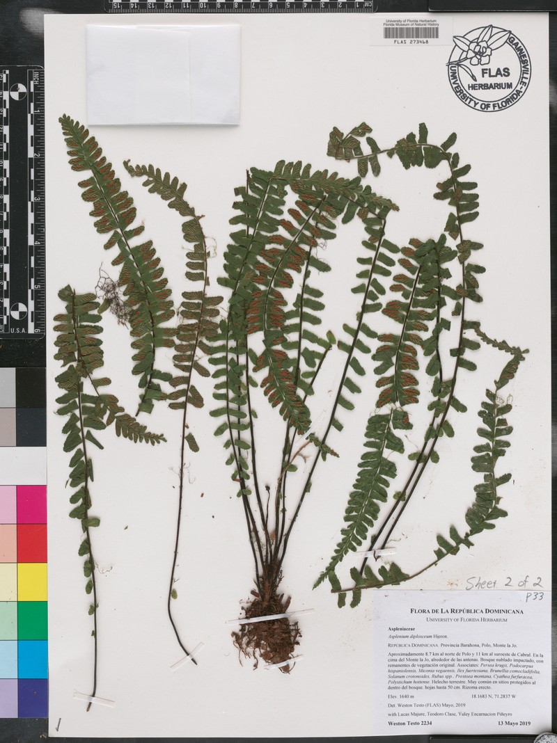 Asplenium diplosceum