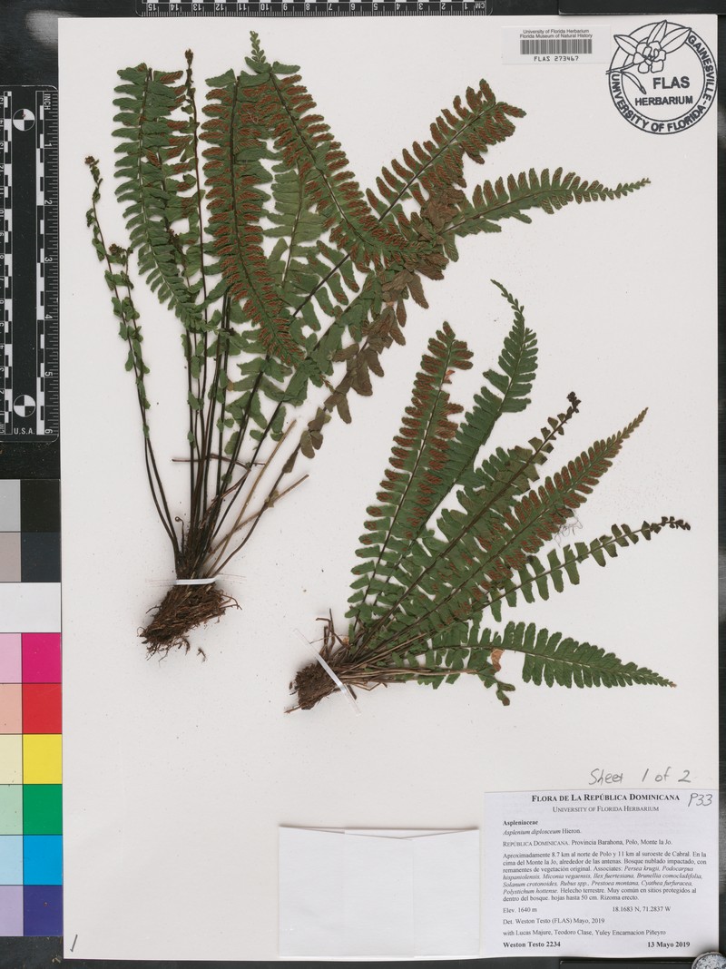 Asplenium diplosceum photo 2