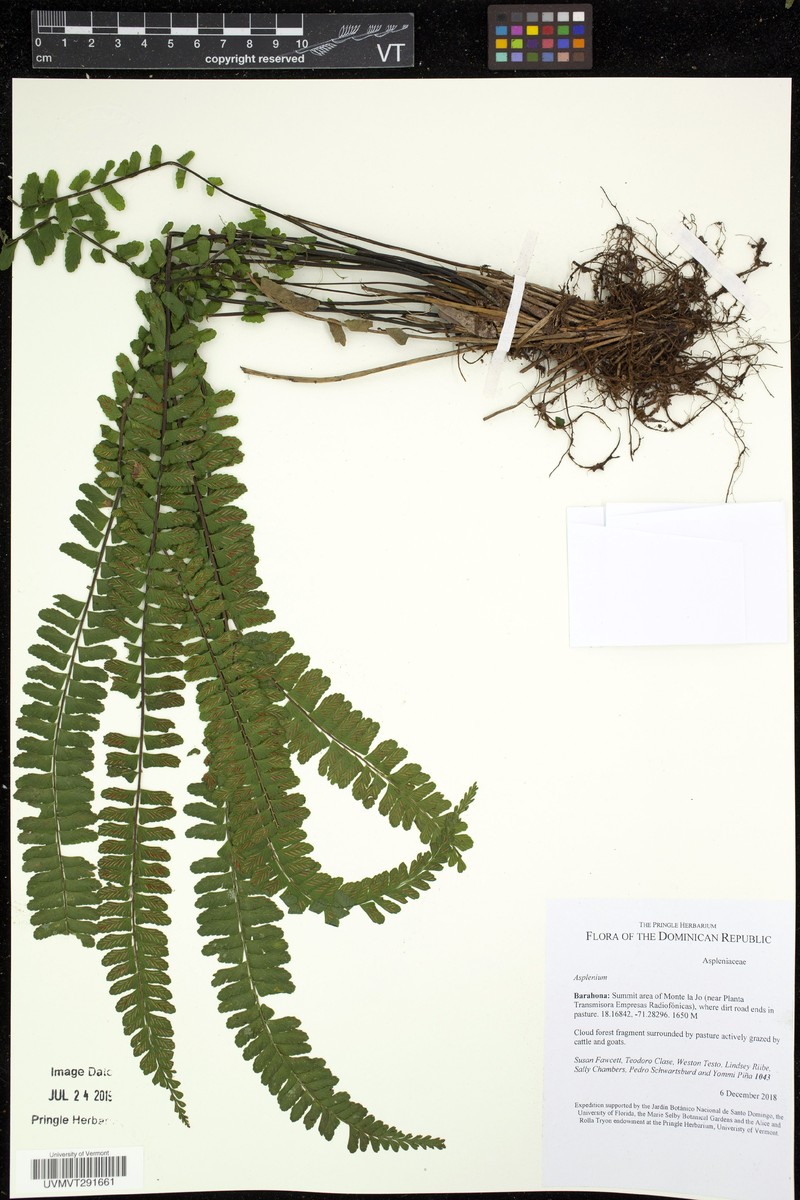 Asplenium diplosceum photo 3