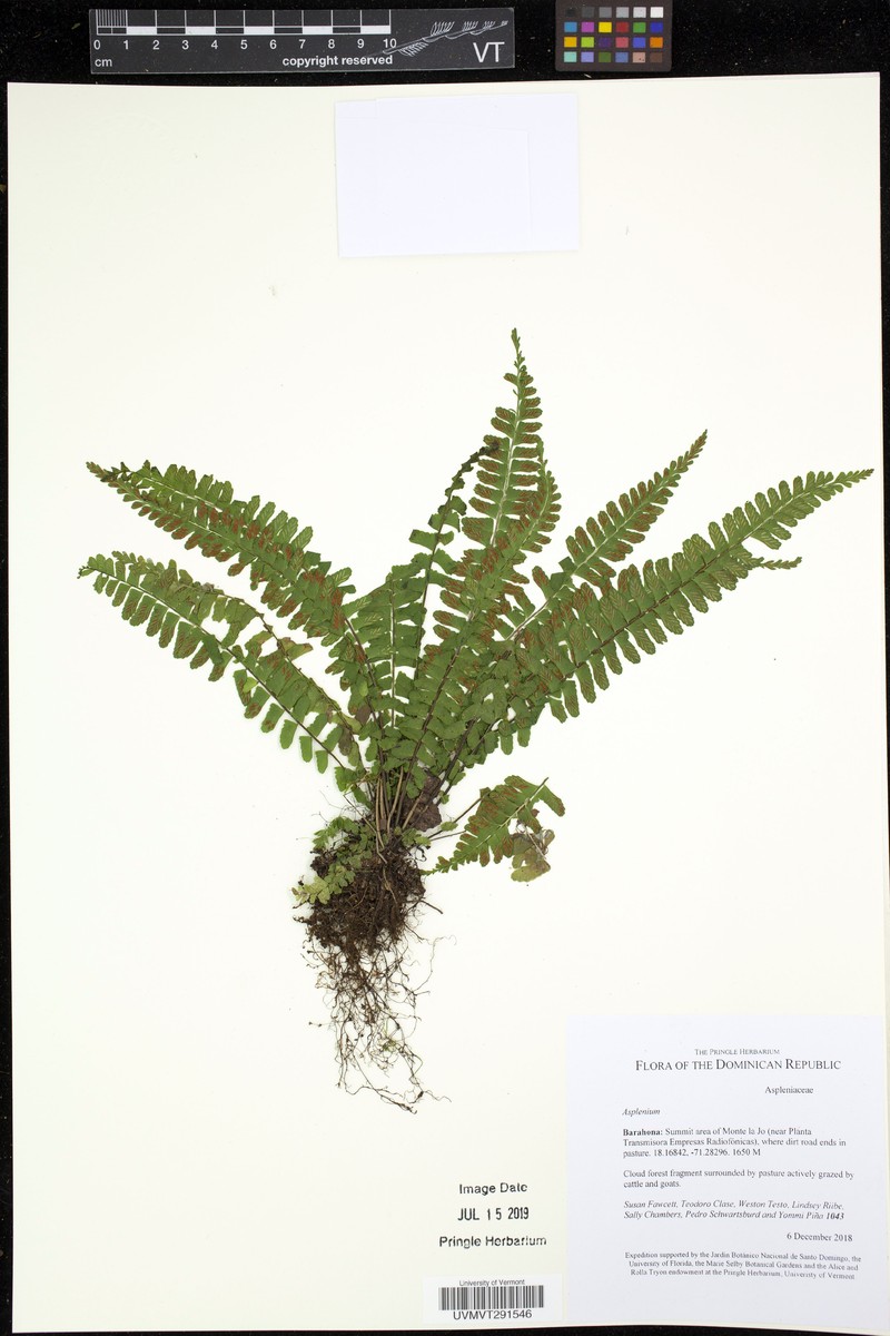 Asplenium diplosceum photo 4