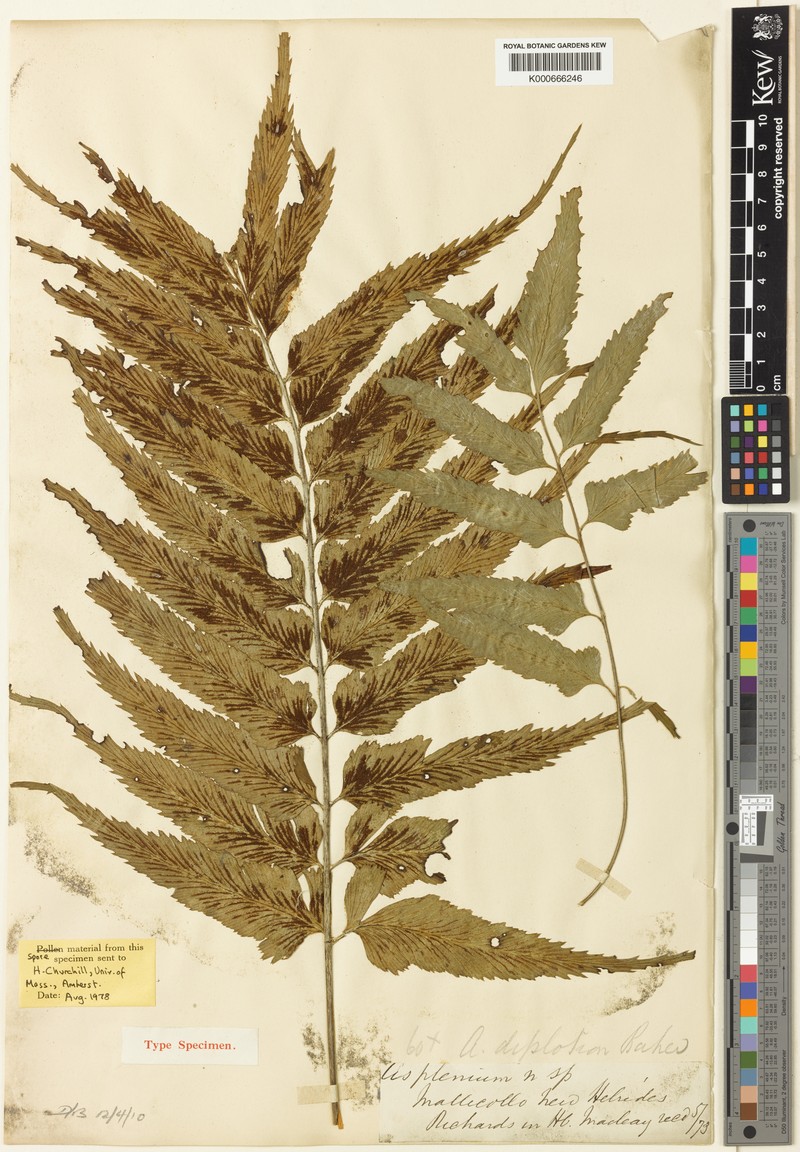 Asplenium diplotion