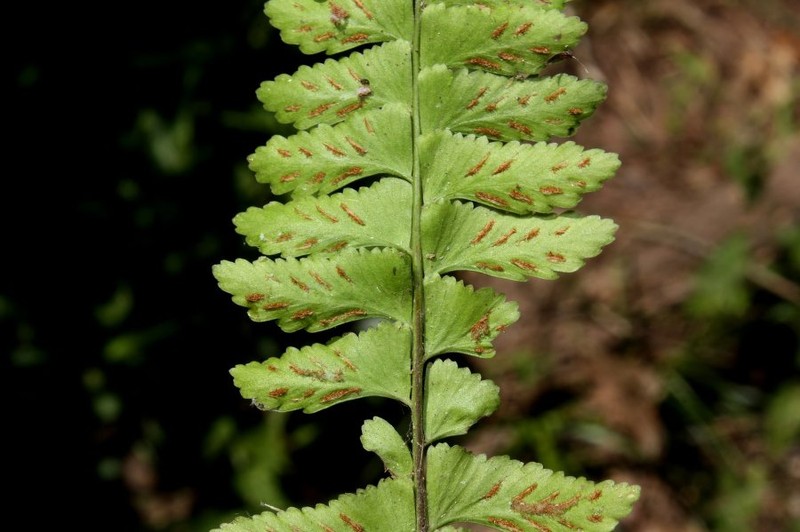 Asplenium discrepans photo 2