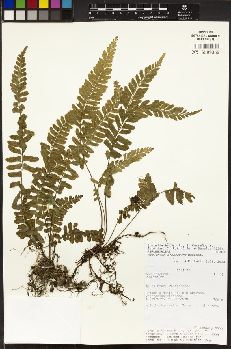 Asplenium discrepans photo 3