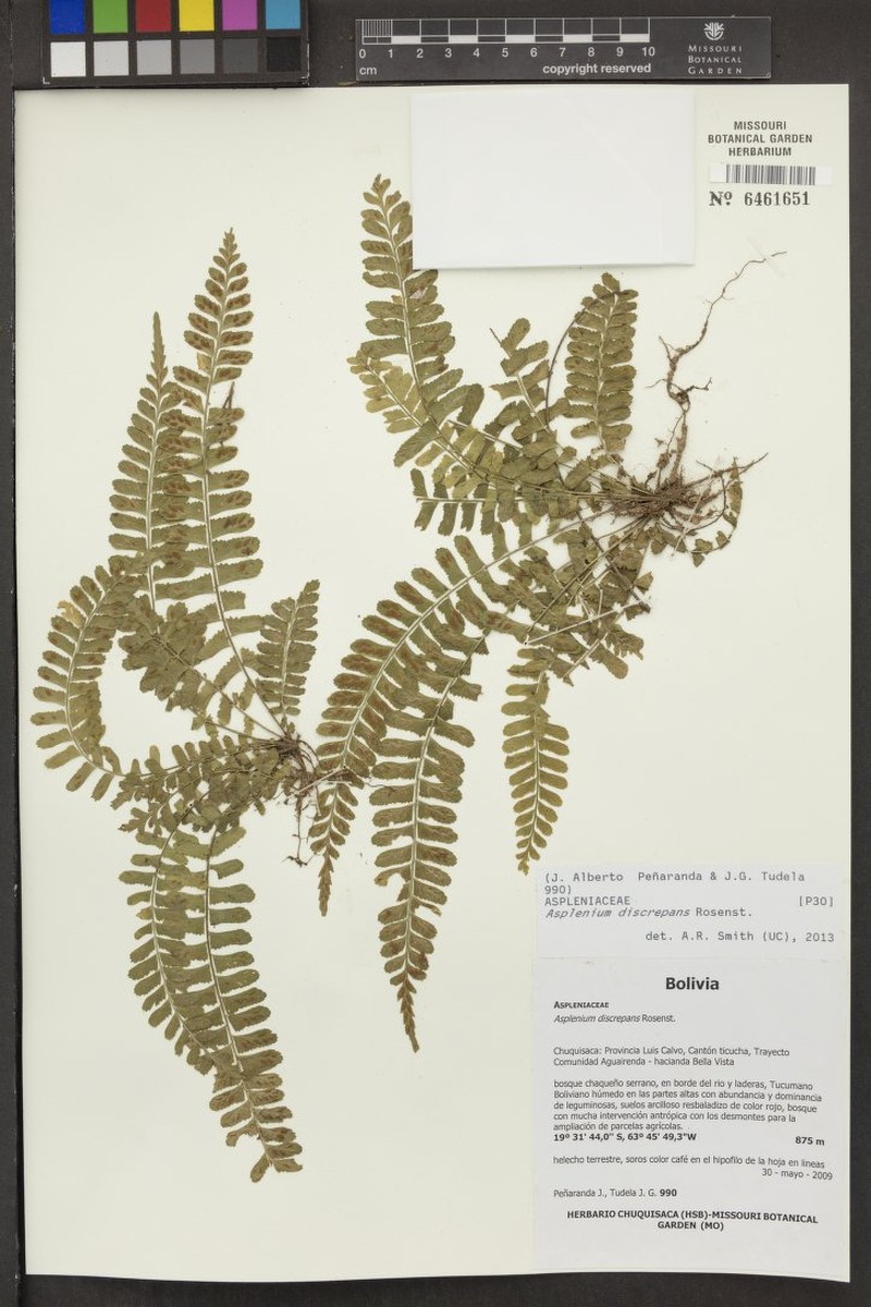 Asplenium discrepans photo 4