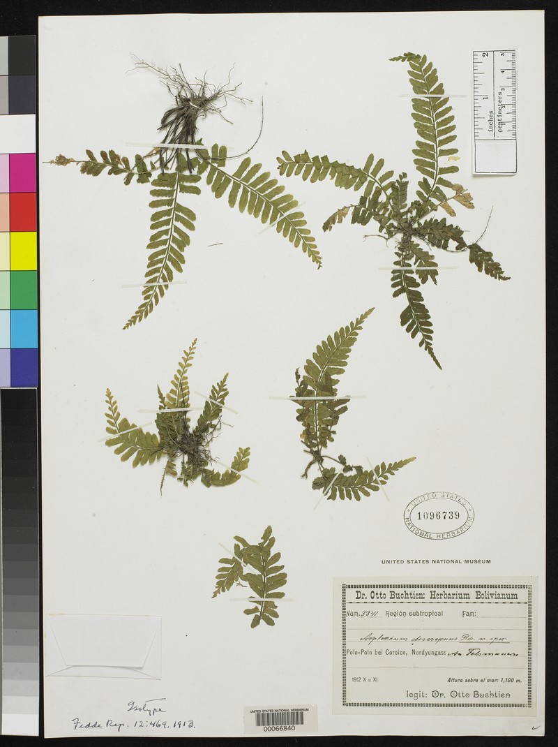 Asplenium discrepans