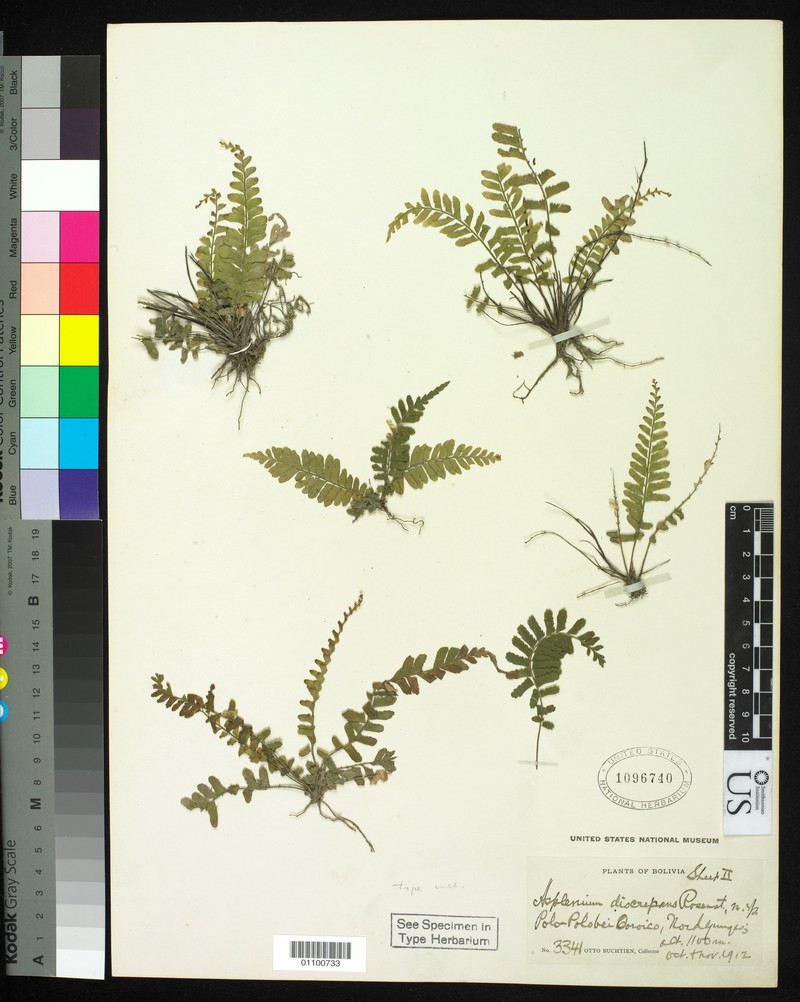 Asplenium discrepans photo 5