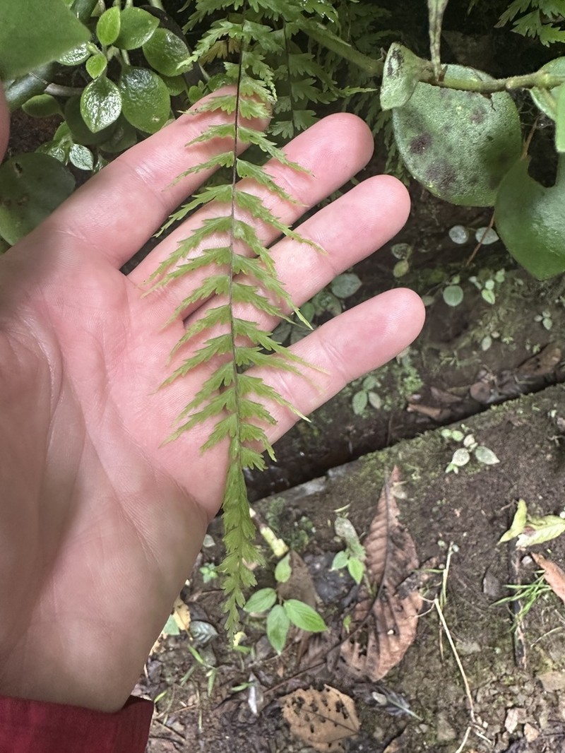 Asplenium dissectum