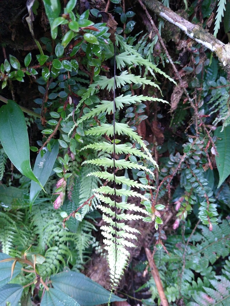 Asplenium dissectum photo 2