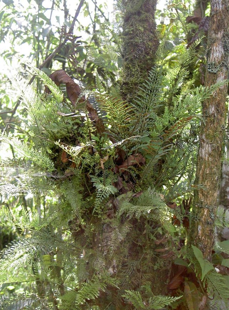 Asplenium dissectum photo 3