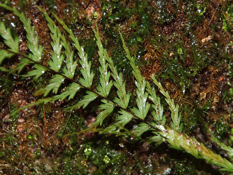 Asplenium dissectum photo 4