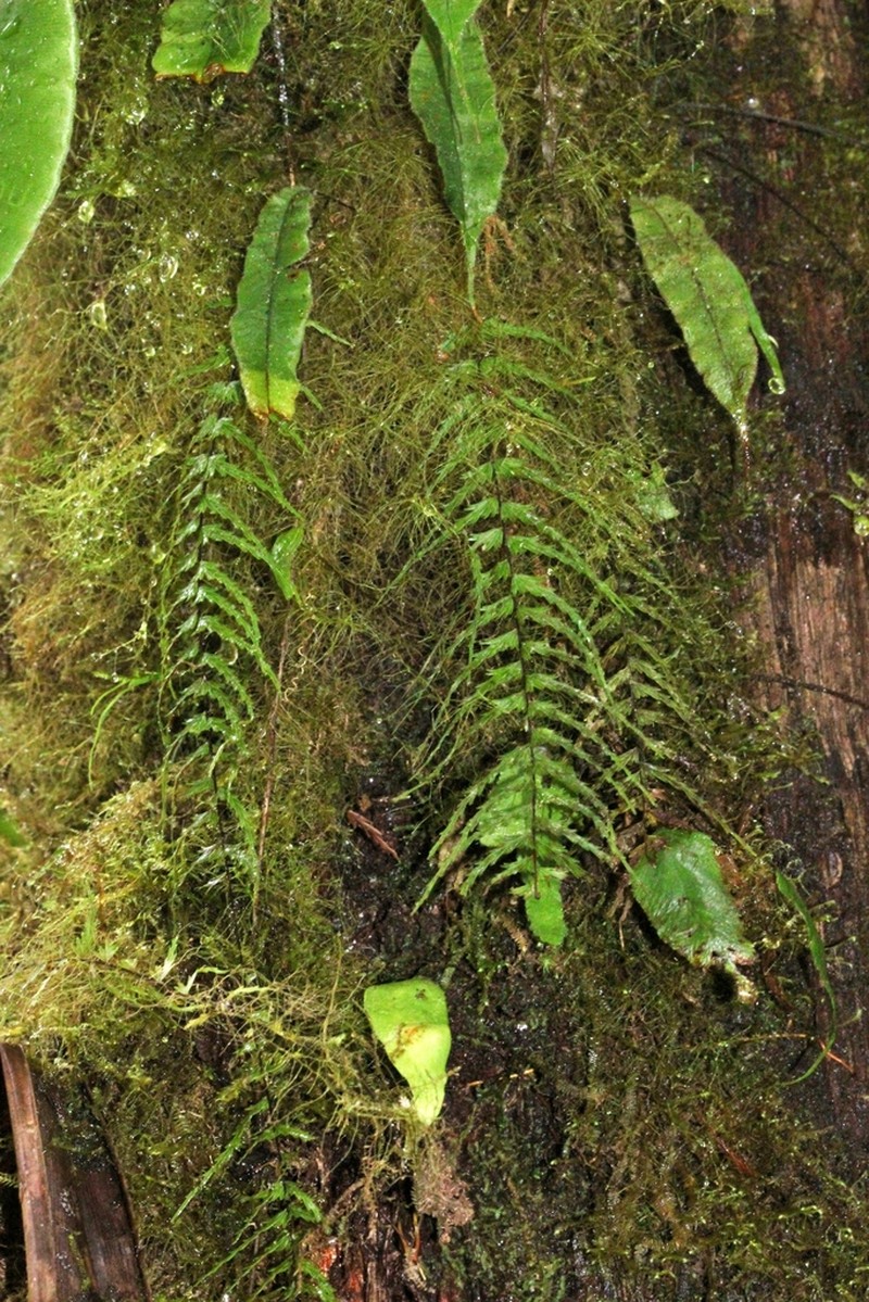 Asplenium dissectum photo 5
