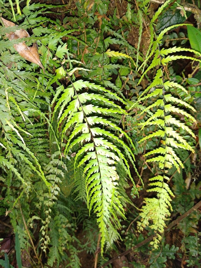 Asplenium dissectum photo 6