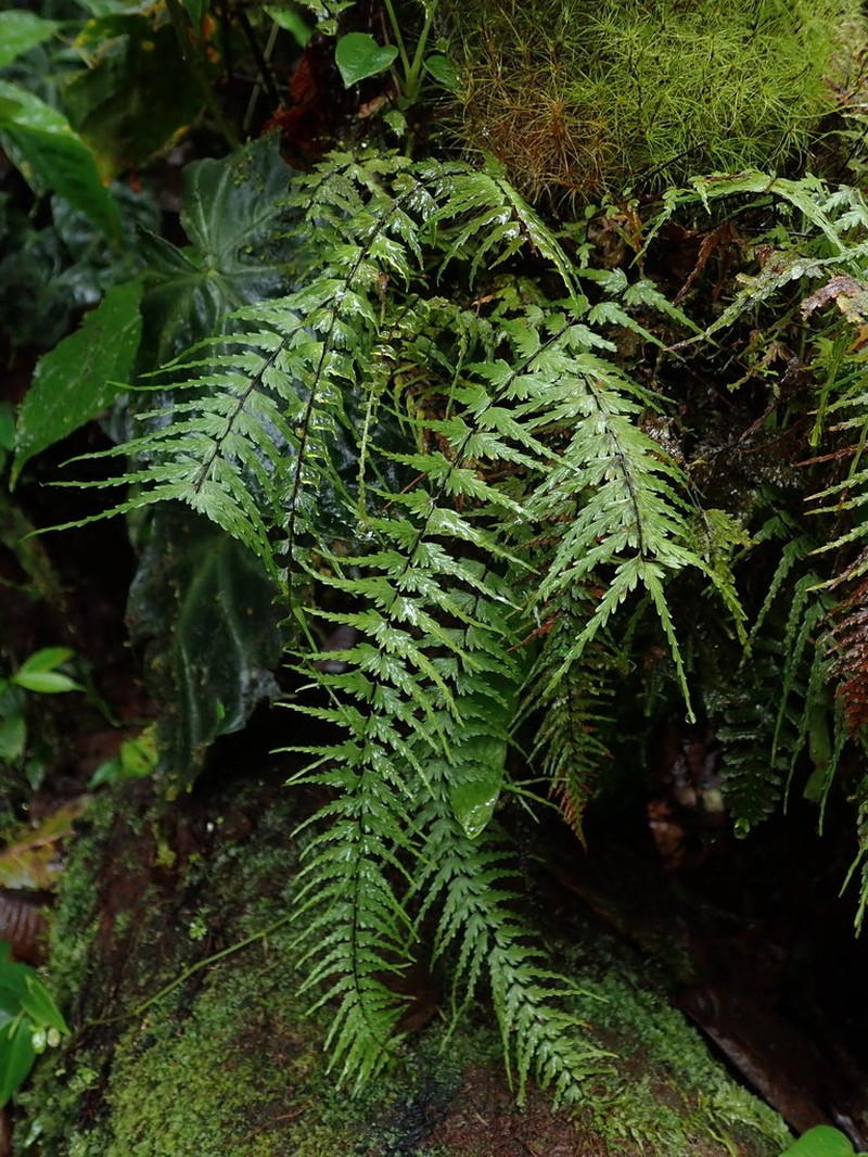 Asplenium dissectum photo 7