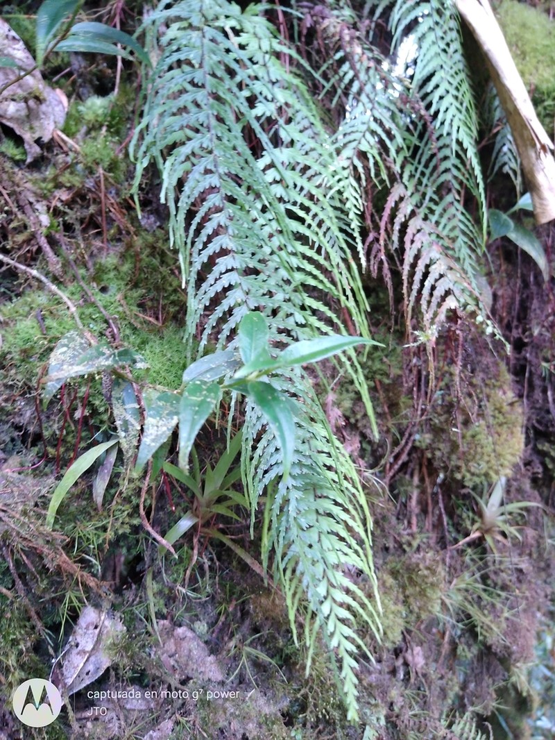Asplenium dissectum photo 8
