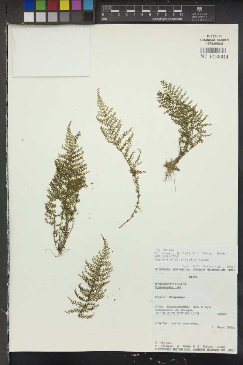 Asplenium divaricatum