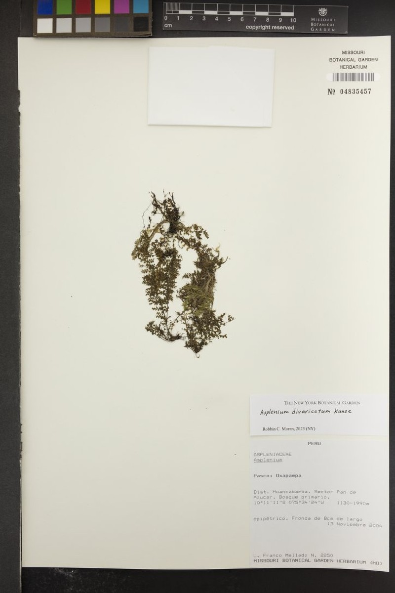 Asplenium divaricatum photo 2
