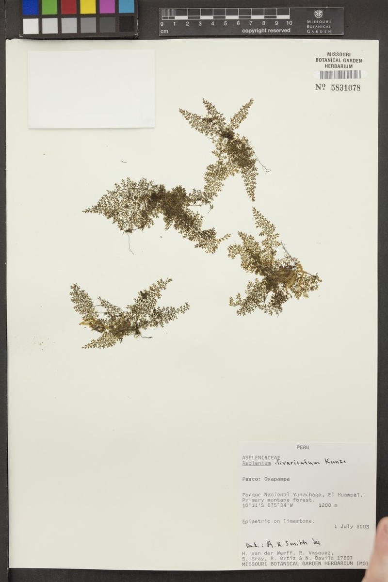 Asplenium divaricatum photo 3