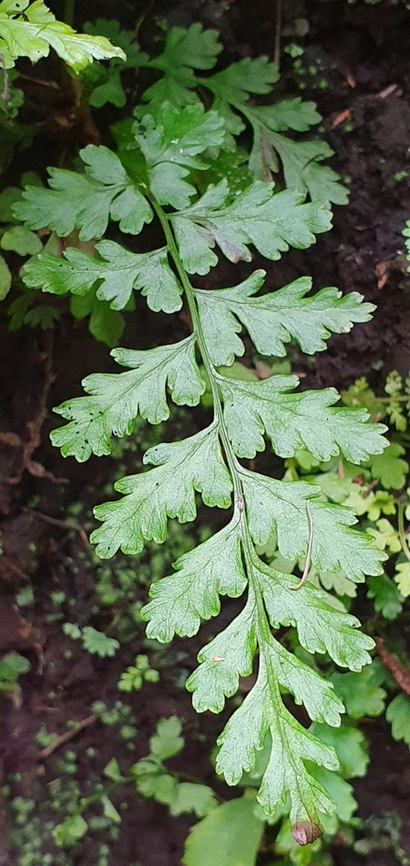 Asplenium dodecaploideum photo 3